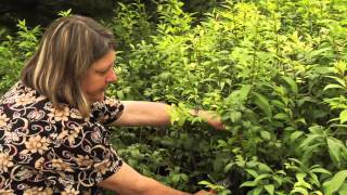 How to Prune Euonymus AlataBurning Bush Instructional Video w Plant Amnesty [upl. by Lyred]