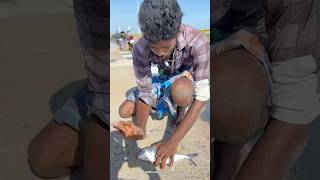 Wow 🤩 Absolutely Crazy Crazy 😜 Fishing 🎣  Fish caught in pamban bus bridge shorts [upl. by Marih]