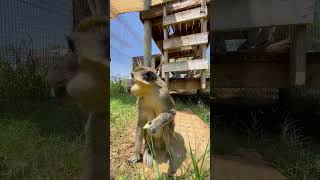 Louie the Vervet Monkey Eating Grapes at Our Wildlife Sanctuary shorts monkey asmr [upl. by Jeane]