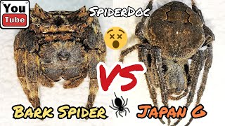 SUBSCRIBERS REQUEST BARK Spider VS JAPAN G MONSTER Spider Fight [upl. by Ynelram758]