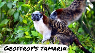 Geoffroy Tamarins Wild Adventures  Animal histrolgy [upl. by Odeen]