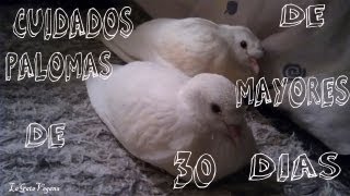 CRIA DE PALOMAS DE 30 DIAS Y ADULTAS  TODOS LOS CUIDADOS NECESARIOS [upl. by Lindie442]