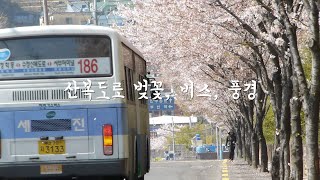 2013년 봄 영주동 초량동 산복도로 벚꽃 버스 풍경 Yeongjudong mountain road Cherry Blossoms Bus Scenery [upl. by Nobel448]