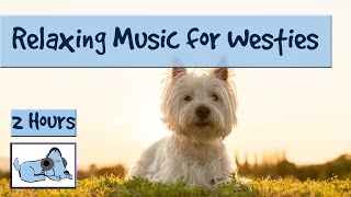 Westie Music Music for West Highland White Terriers  How to Stop Westies being Needy [upl. by Naret427]