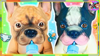 🐶 🐶 CUIDO a 2 PERRITOS GEMELOS 🍼 ¡CACHORROS BEBÉS van al VETERINARIO 🏥 [upl. by Willett]