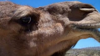 Nessie is angry Dominance display in the Dromedary Camel [upl. by Tallula997]