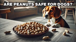 Can Dogs Eat Peanuts Explained [upl. by Aztin]