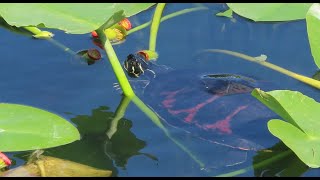 Florida Redbelly Turtle eating water lily [upl. by Jarrell]