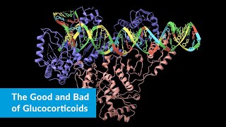 The Good and Bad of Glucocorticoids [upl. by Asilat]