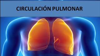 Circulación pulmonar [upl. by Aguste523]