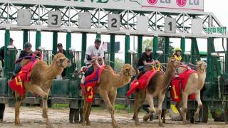 Hawthorne Race Course  Camel amp Ostrich Races 2010 [upl. by Friedlander]