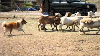 Kahja the Rough Collie Herding Instinct Test [upl. by Holey]