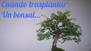 Cuando trasplantar un bonsai [upl. by Koressa]