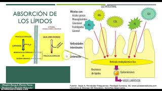 Digestión y Metabolismo de Lípidos 1a Parte [upl. by Sivie]