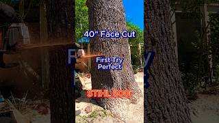 Tree Falling Big Face Cut perfect treefalling [upl. by Melise394]