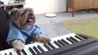 play that birthday keyboard dog [upl. by Olivette]