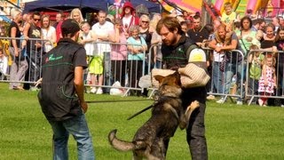 Schutzhund in Action Working Dog Show [upl. by Ellertnom]