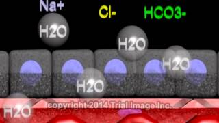 Cerebrospinal fluid  function production and circulation  animation by Dr Cal Shipley MD [upl. by Ennaitsirk]