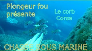 Chasse sous marine le corb Corse 2016 [upl. by Gehman]