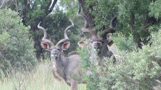 Hunting In South Africa Video This Is What Its Like [upl. by Reinaldo]