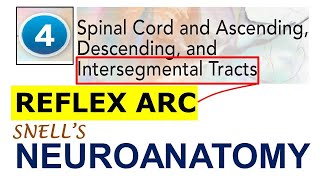 Chp4 REFLEX ARC  Intersegmental Tracts  NeuroAnatomy  Snells NeuroAnatomy [upl. by Euqimod]