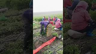 Organic celery harvesting process Good tools and machinery can increase work efficiency [upl. by Catlee193]