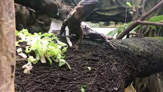 Ctenosaura pectinata panda pied eating in the greenhouse [upl. by Reg]