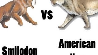 American Lion vs SabreToothed Cat  Who would win in a fight [upl. by Jobey]