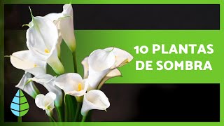 10 PLANTAS de SOMBRA para Interior y Exterior 🌸🌿 [upl. by Sirod390]