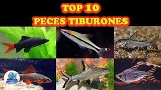 Top 10 Peces Tiburones para tu Acuario de Agua Dulce [upl. by Hewett329]