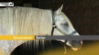 Das Berberpferd im Portrait wwwpferdemagazininfo [upl. by Lananna276]