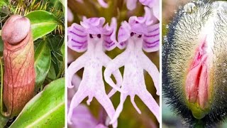 इंसान के अंगों जैसे दिखने वाले पौधे 🔥 Plants that Look Like Human Body Parts shorts trendingfacts [upl. by Ahtanamas]