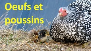 Une aventure doeufs et de poussins [upl. by Ayanad166]