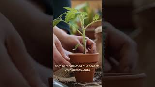 ¿Ya conoces las KOKEDAMAS el remplazo de macetas para cuidar el ambiente🌿 [upl. by Takken]