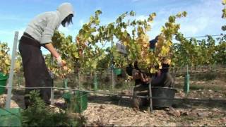 Vendange des Coteaux de LAubance  Vignoble Papin  par vinimediafr [upl. by Ppilihp758]