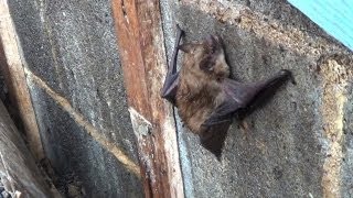 Bats in the Attic Humane Wildlife Services Can Help [upl. by Adaner]