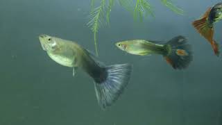 Guppy Mating Time  Dumbo Guppy Fish  Guppy fish mating  fish lovers [upl. by Aseret826]