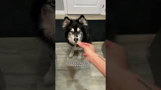 the unspoken rules of owning a dog husky dogvideos funnydogvideos funnydogs [upl. by Henderson264]