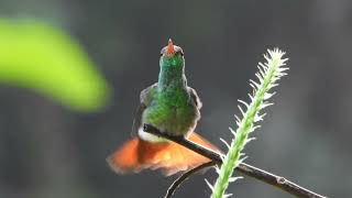 Rufoustailed Hummingbird preening Arenal Observatory Lodge Alajuela Costa Rica  25 Sep 22 [upl. by Relyk]