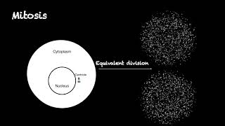 mitosis  how cells divide [upl. by Llimaj631]