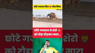 छोटे गजराज 🐘 ने शेरो 🦁 को दौड़ा दौड़ाकर मारा 😂🤯 shorts lion elephant shortvideo viralvideo [upl. by Yllrebmik]