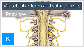 Vertebral column and spinal nerves preview  Human Anatomy  Kenhub [upl. by Sivart]