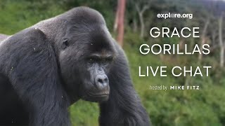 Gorilla Care and Family Dynamics  Explore Live Events [upl. by Ait558]