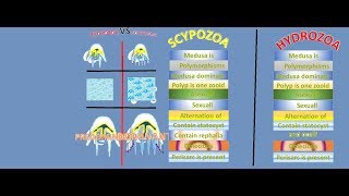 Difference between hydrozoa and scyphozoa [upl. by Niuqram]