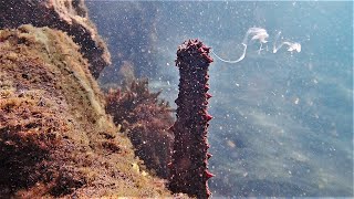 Pepino de mar cohombro holoturias reproducción en los mares de Canarias [upl. by Eimmit807]