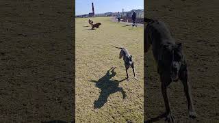 Tibetan Mastiffs at the dog park trying to catch Whippets dogtraining tibetanmastiff [upl. by Wilden]