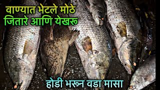 Vana masemari  वड्यान भरला वाणा  वाण्यात भेटली मोठी जितारी आणि येखरू  Big Barramundi  Grouper [upl. by Uis282]