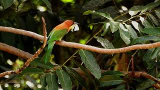 Chestnutheaded beeeater eating a butterfly [upl. by Atekan]