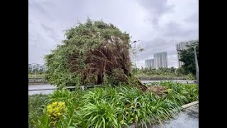 Ecopark sáng đầu tiên sau bão Yagi [upl. by Attinahs251]