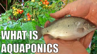 What is Aquaponics amp How Does it Work [upl. by Reine]